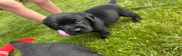 Labrador Retriever dogs for sale: X1 female Labrador puppy for sale in Stirling - Advert 3