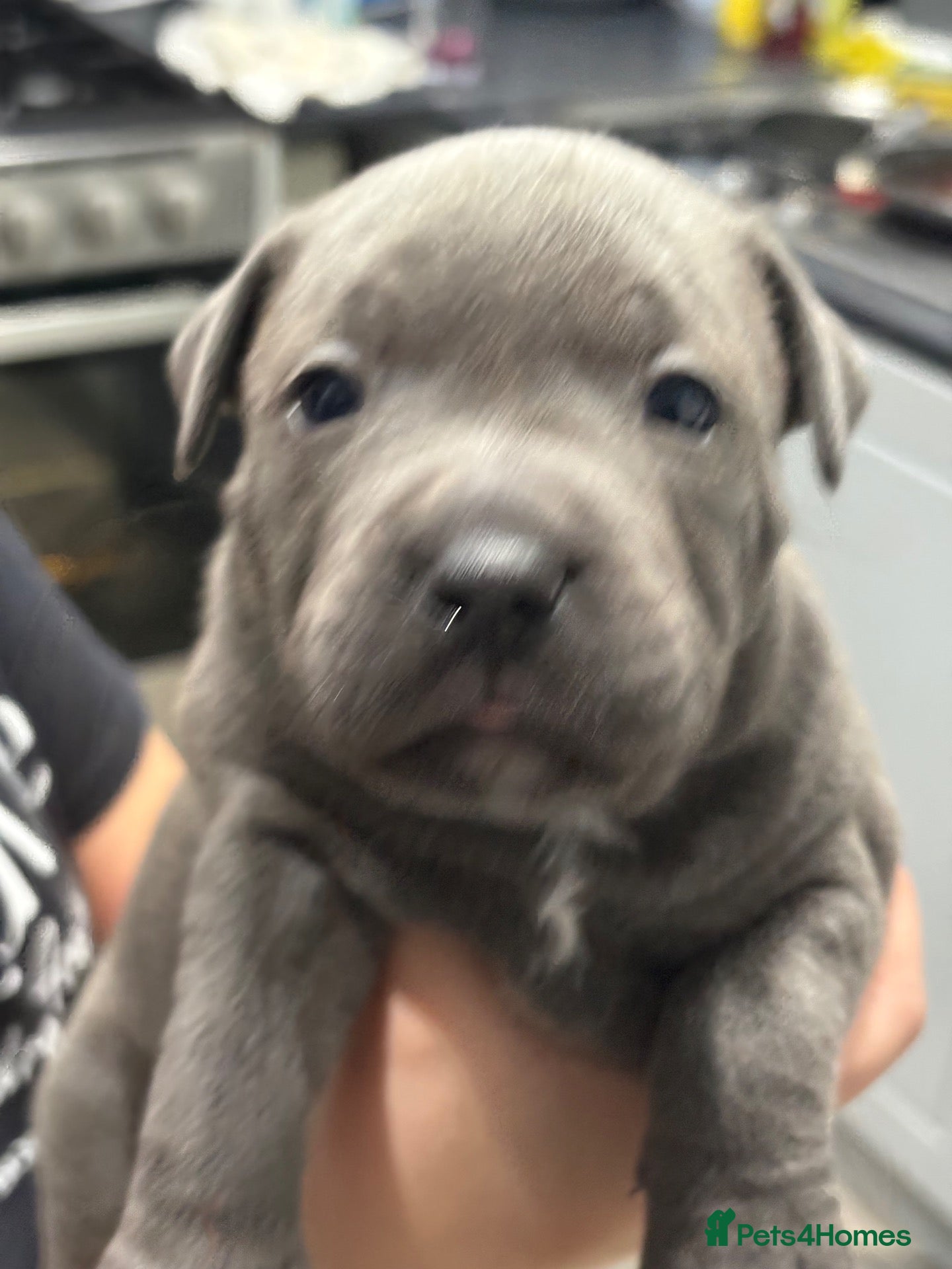 Staffordshire Bull Terrier dogs Staffordshire bull terrier pups - Advert 4