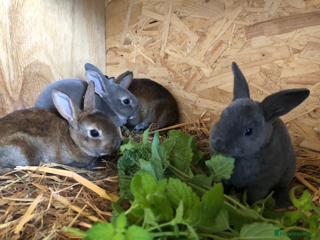 Rex rabbits for sale: Beautiful Purebred Velvet Mini Rex babies  - Image 22