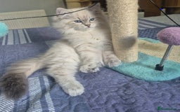 Siberian cats for sale: Pedigree girl and boy availiable - Image 3