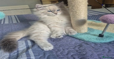 Siberian cats - Advert 2