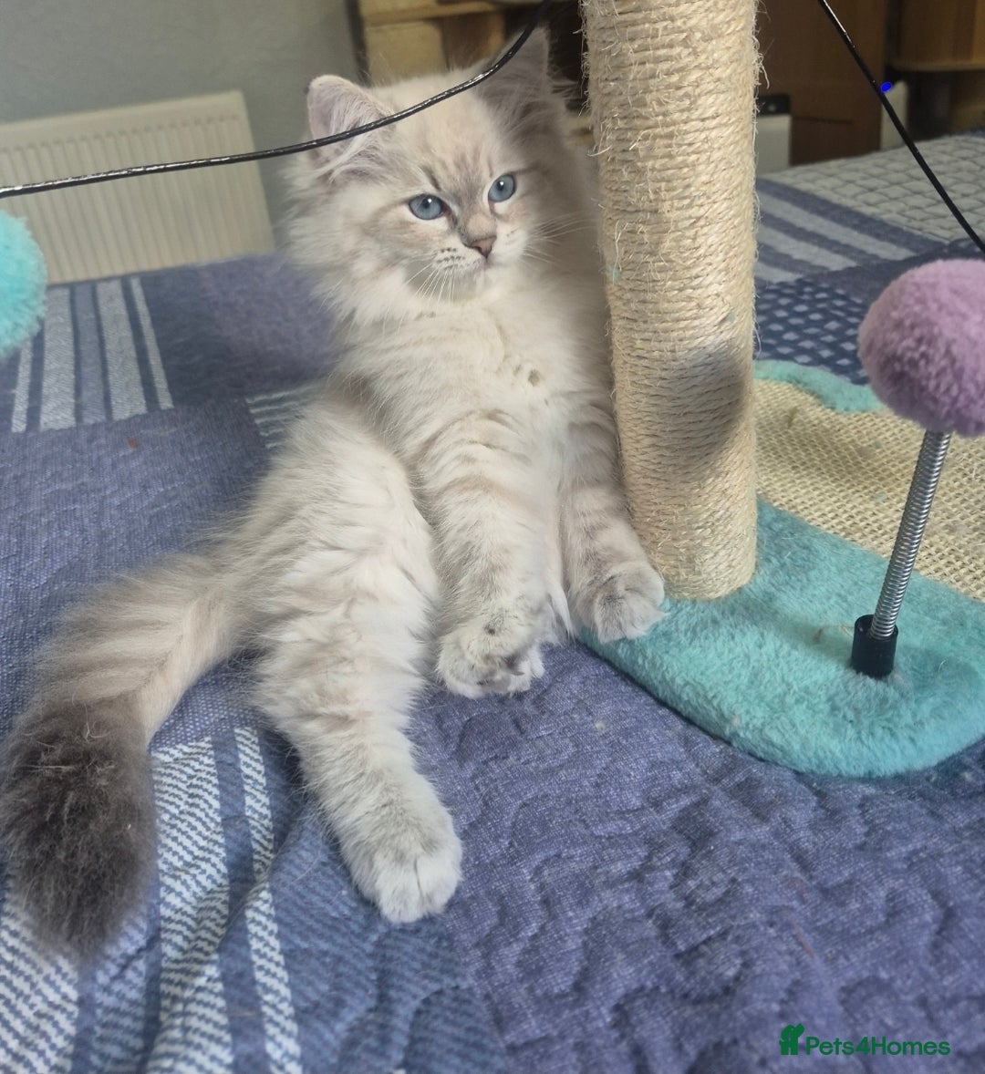 Siberian cats for sale: Pedigree girl and boy availiable - Image 3
