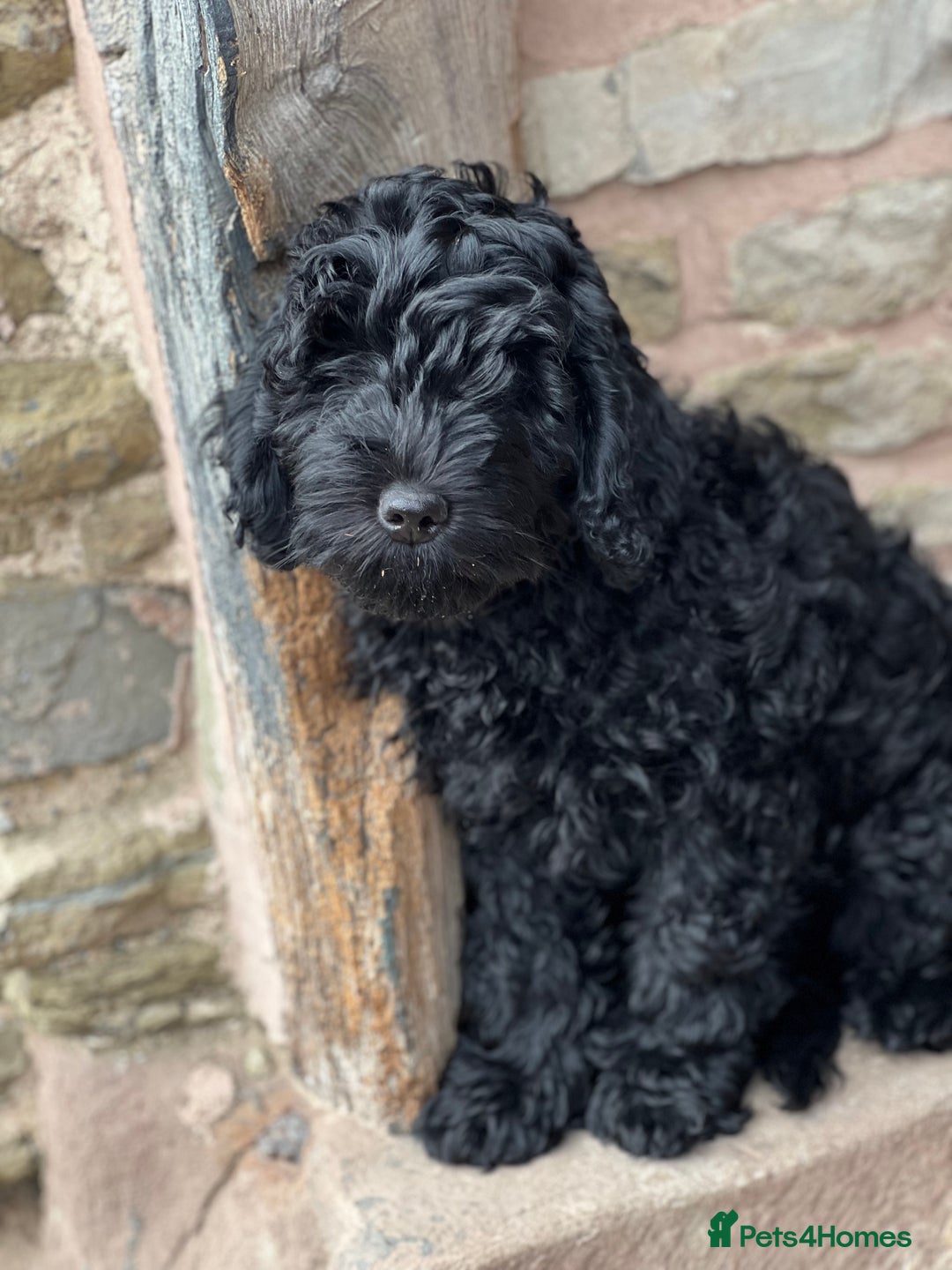 Mini Goldendoodle dogs for sale: Stunning mini F1bb Goldendoodles - Image 3