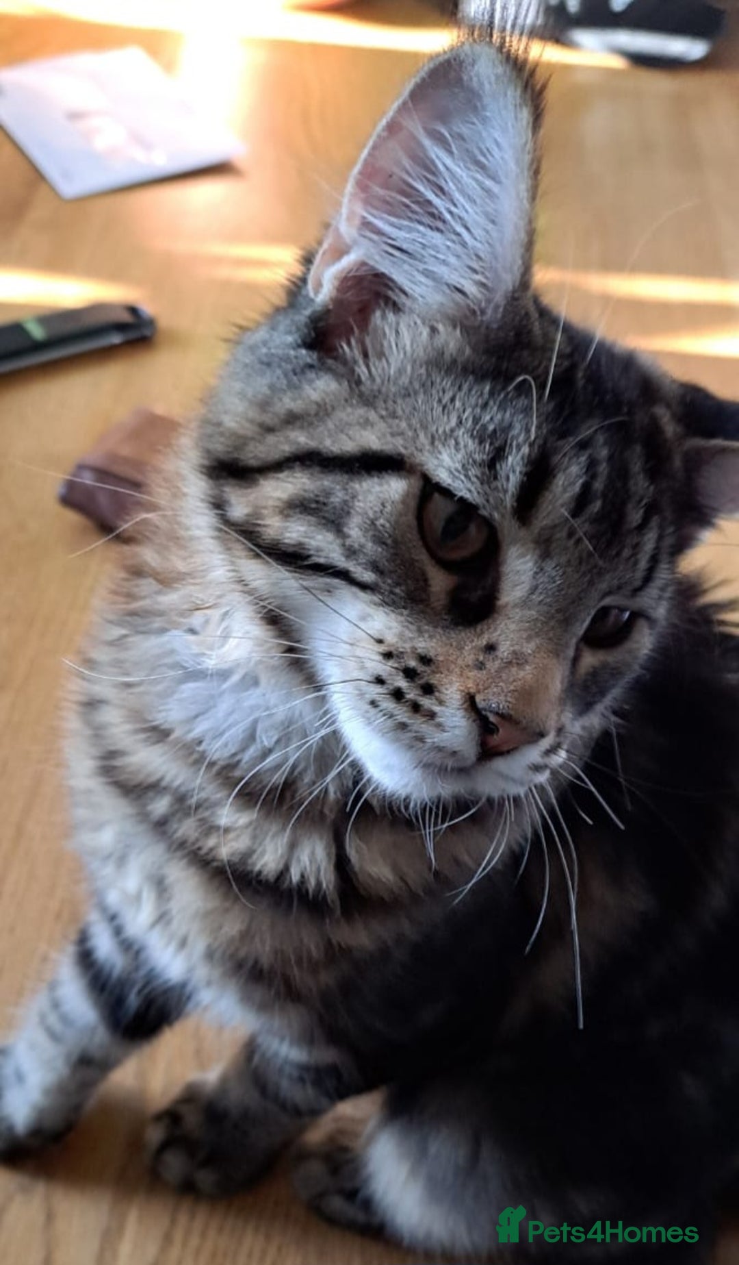 Maine Coon cats for sale: Purebred Maincoon Kitten - Image 5