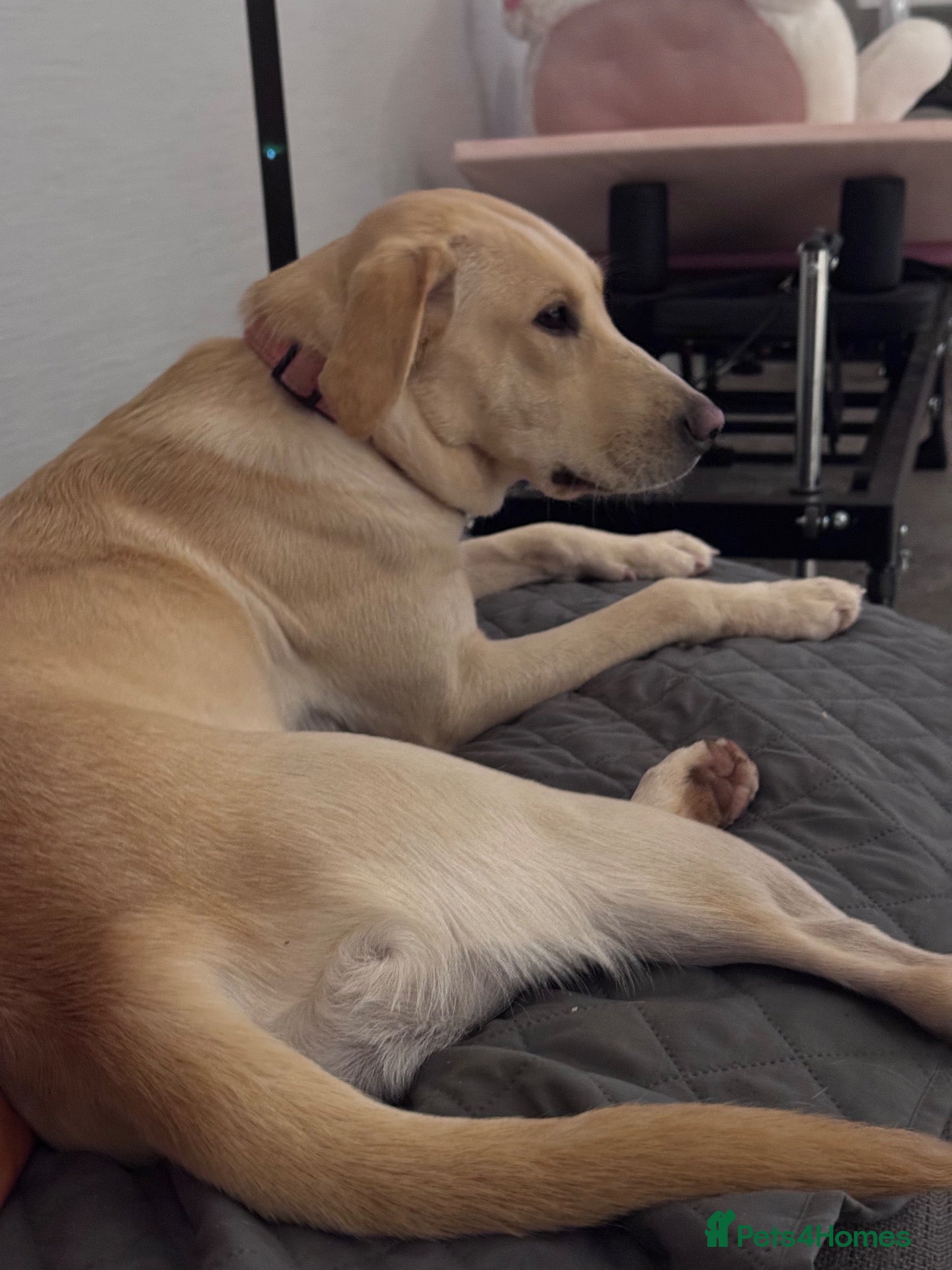 Labrador Retriever dogs 4 pure lab puppies  - Advert 6