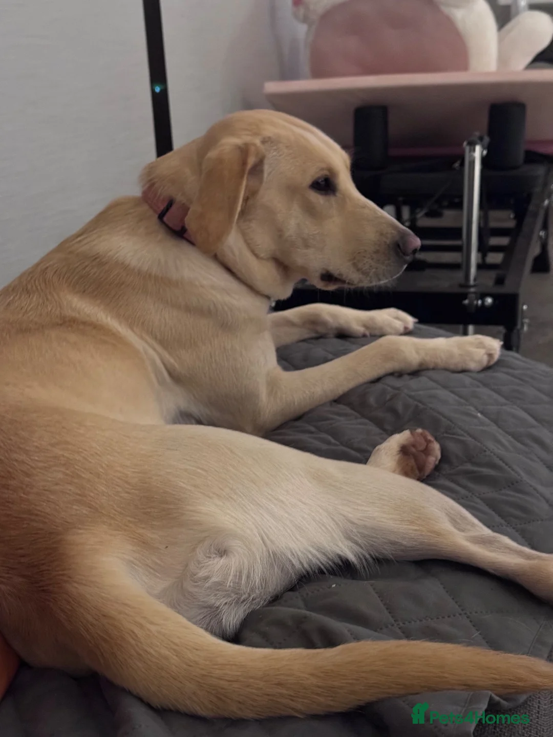 Labrador Retriever dogs for sale: 4 pure lab puppies  in Crediton - Advert 1