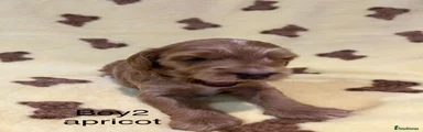 Cockapoo 2