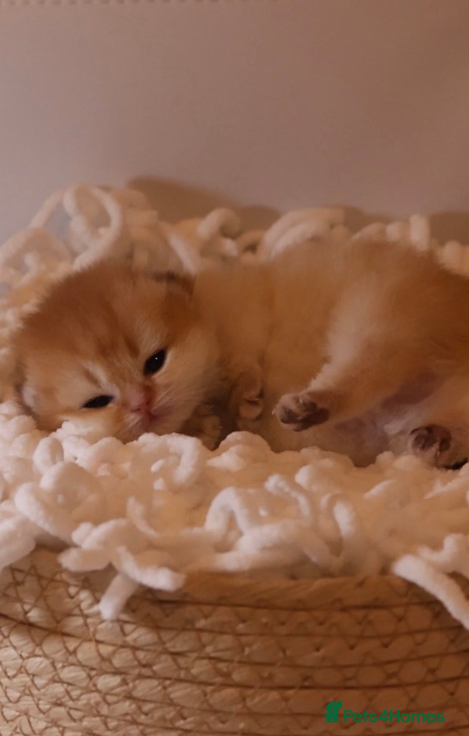 British Shorthair cats ✨Exclusive Golden BSH babies teddy bear type🧸✨ - Advert 2