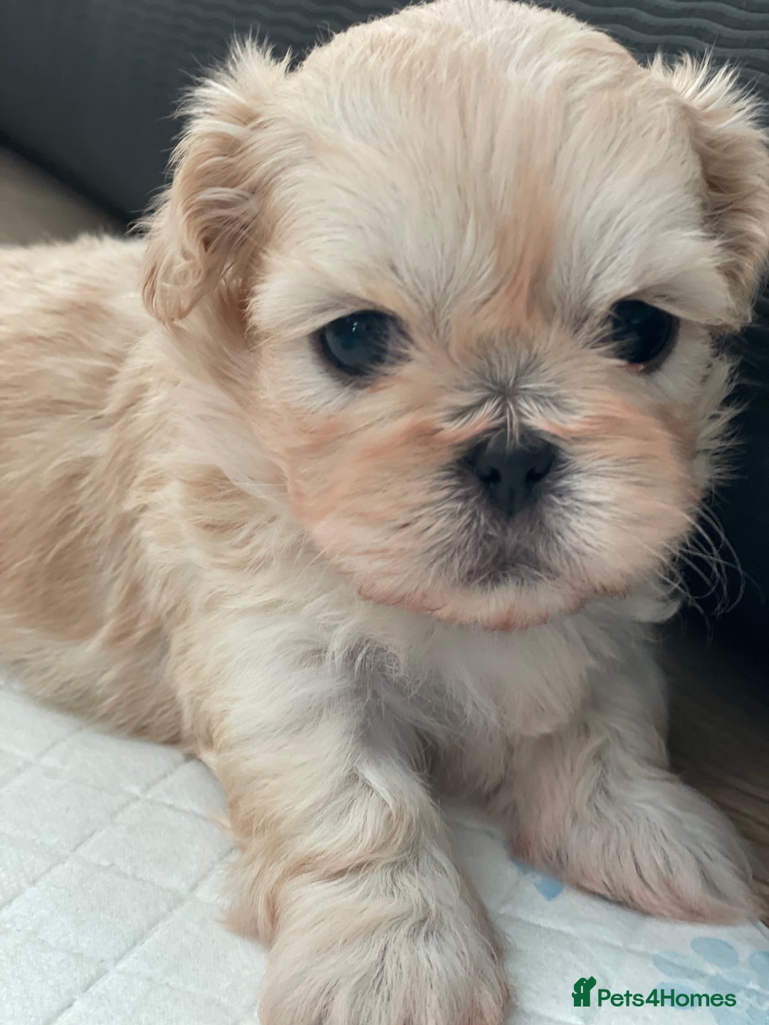 Shih Tzu dogs for sale: 2 Stunning Genuine Imperial ShihTzu's  - Image 6
