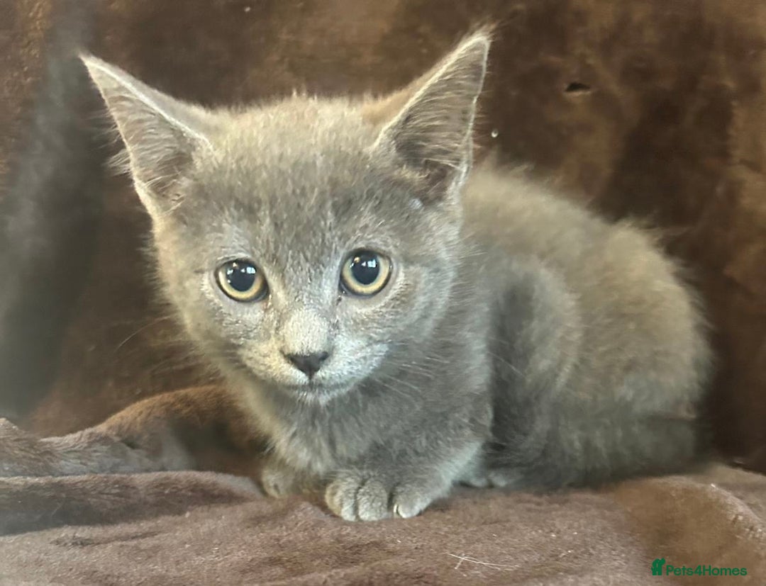 Ragdoll cats for sale: Beautiful Ragdoll cross kittens  - Image 4