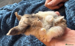 Mini Lop rabbits for sale: Pure Bred Mini Lop babies - Advert 21