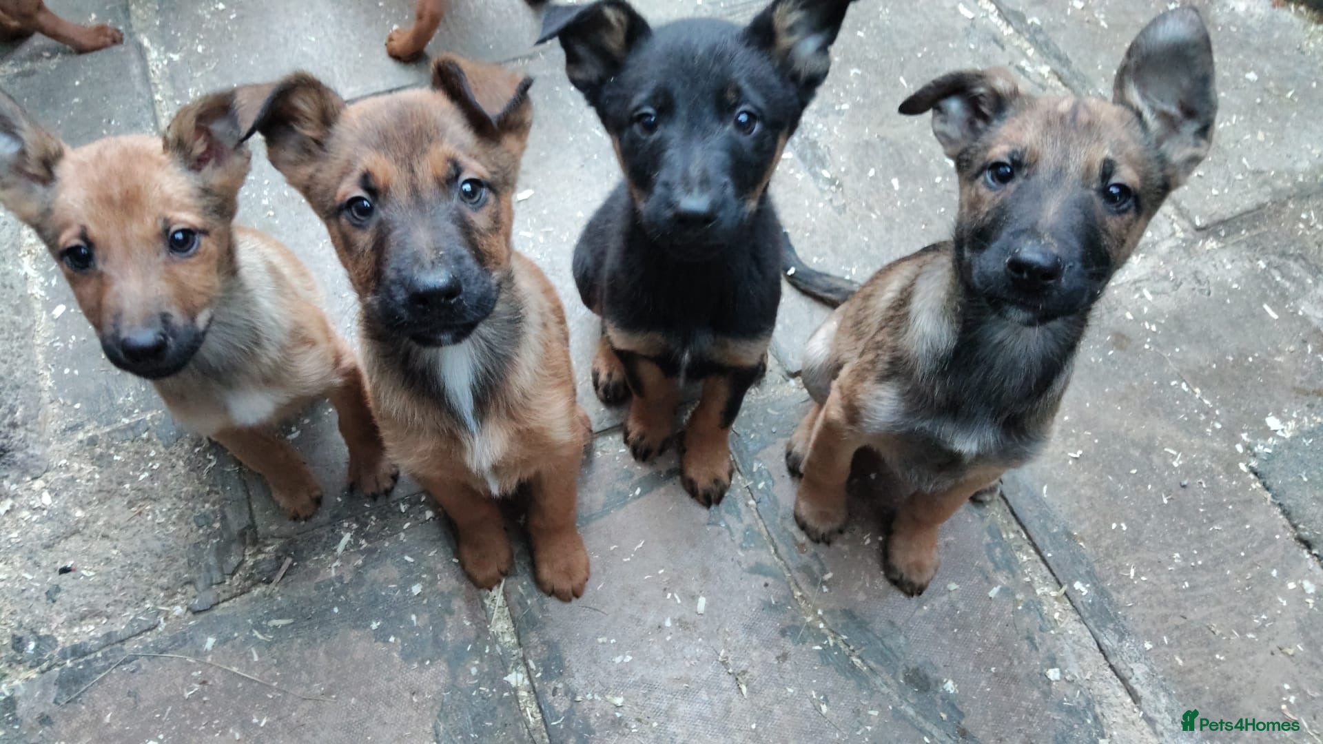 Mixed Breed dogs Belgium shepherd puppies - Advert 5