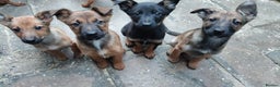 Mixed Breed dogs for sale: Belgium shepherd puppies - Advert 1