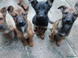 Mixed Breed dogs Belgium shepherd puppies - Advert 3