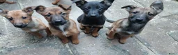 Mixed Breed dogs for sale: Belgium shepherd puppies - Advert 4
