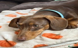 Miniature Dachshund dogs for sale: Urgent rehome - Image 4