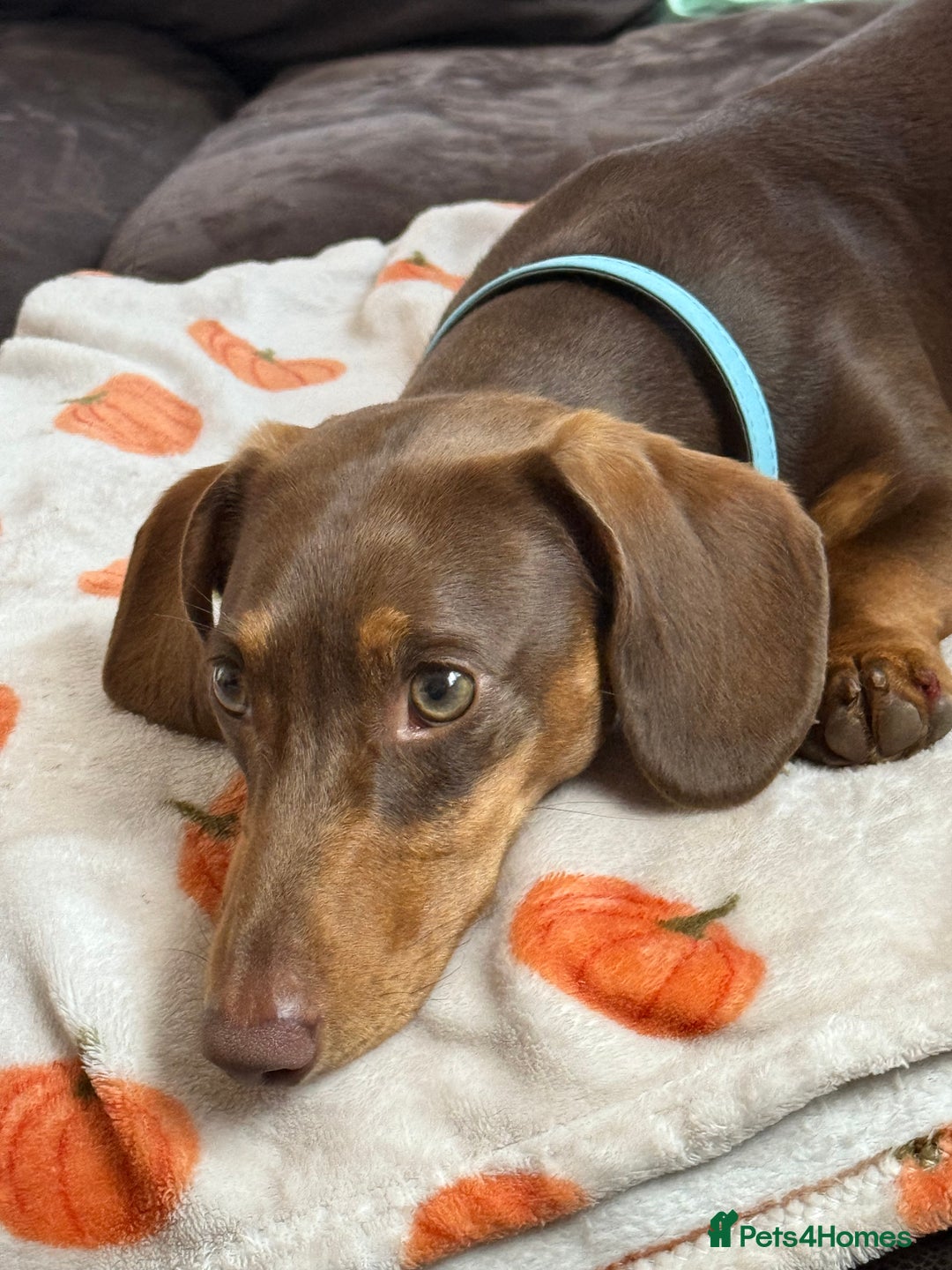 Miniature Dachshund dogs for sale: Urgent rehome - Image 4