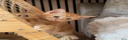 Ragdoll cats for sale: ragdoll X calico kiiten  - Advert 1