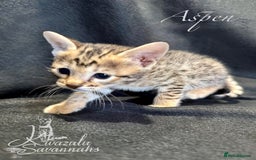 Savannah cats for sale: Exceptional Quality Tica Registr. Savannah Kittens - Image 2