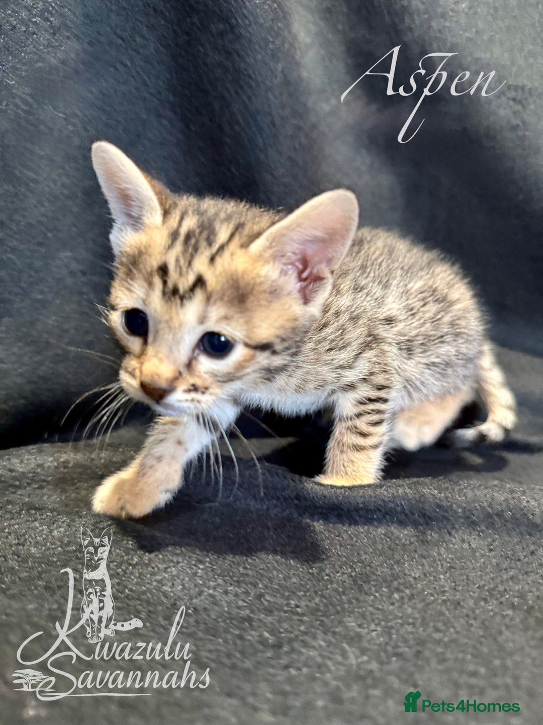 Savannah cats for sale: Exceptional Quality Tica Registr. Savannah Kittens - Image 2