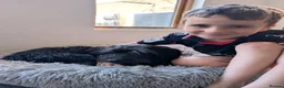 Mixed Breed dogs for adoption: Heavenly Heidi - Advert 2