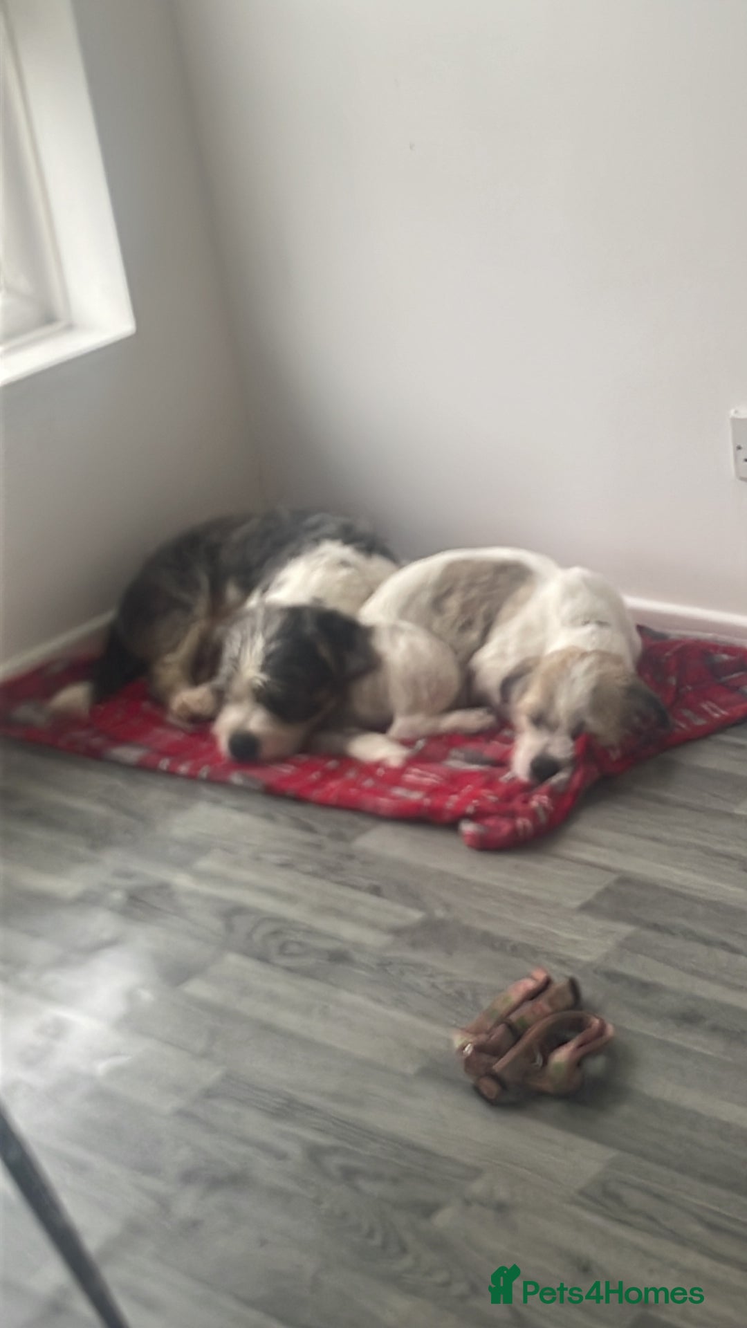 Mixed Breed dogs for sale: My two pups for sale  - Image 2