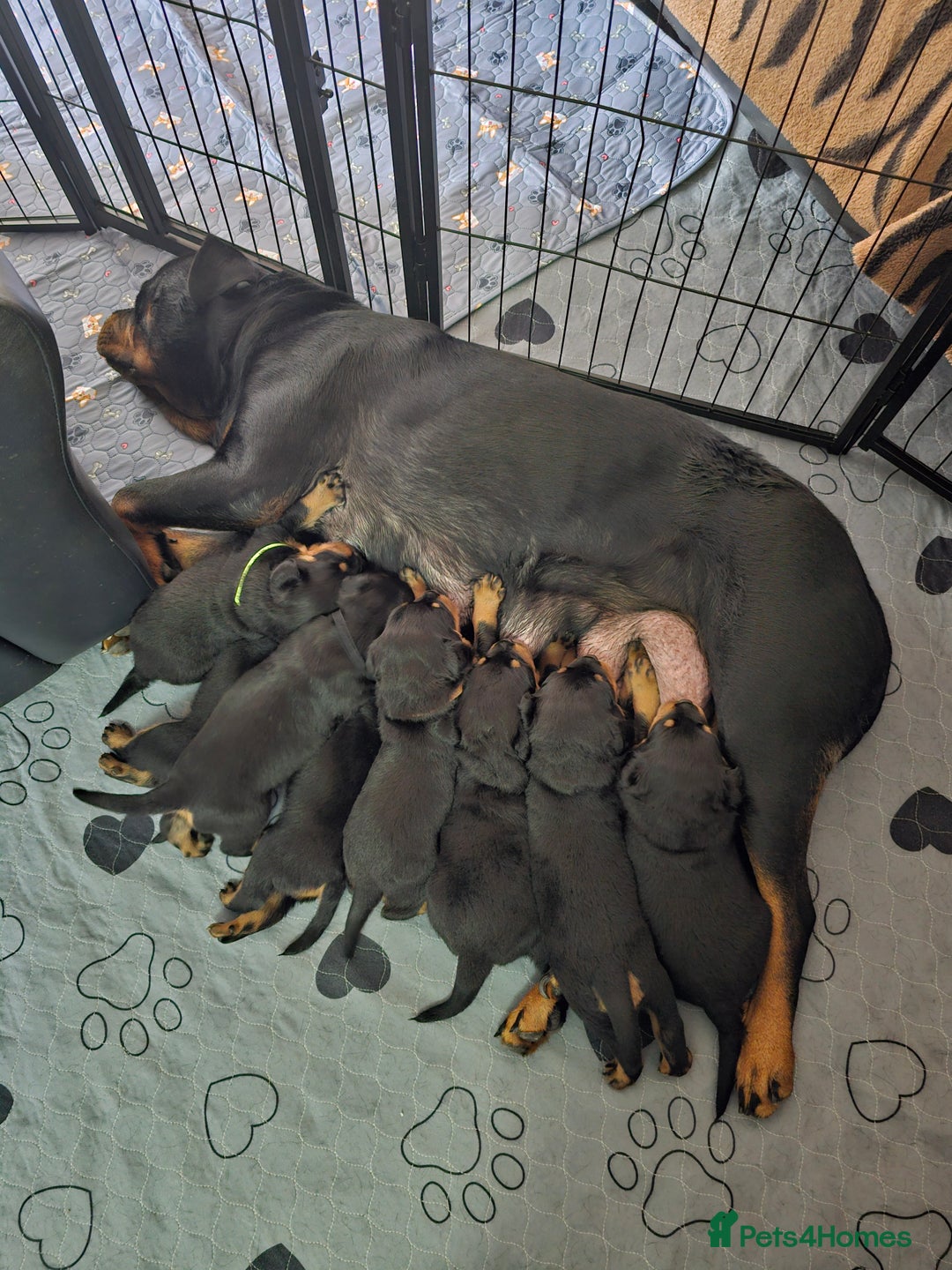 Rottweiler dogs for sale: Pure breed Rottweiler  - Image 13