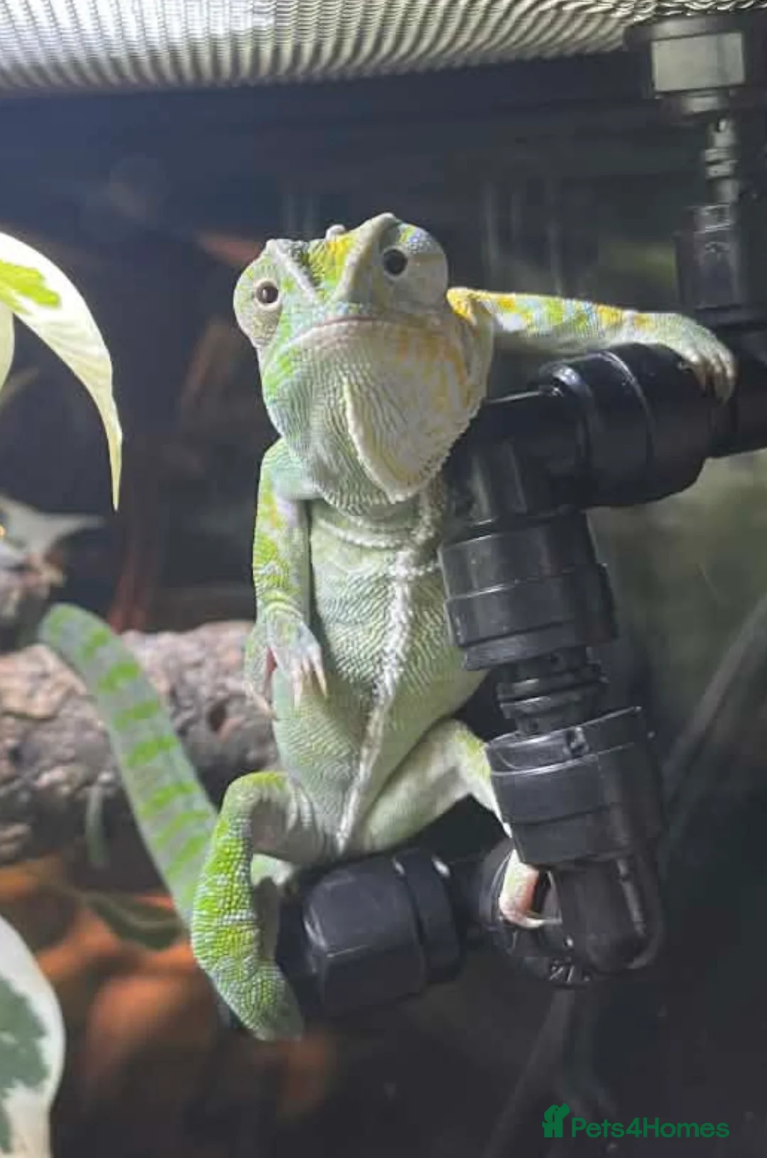 Gallery Image {{count}}