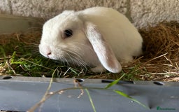 Dwarf Lop rabbits for sale: Dwarf lops - Image 3
