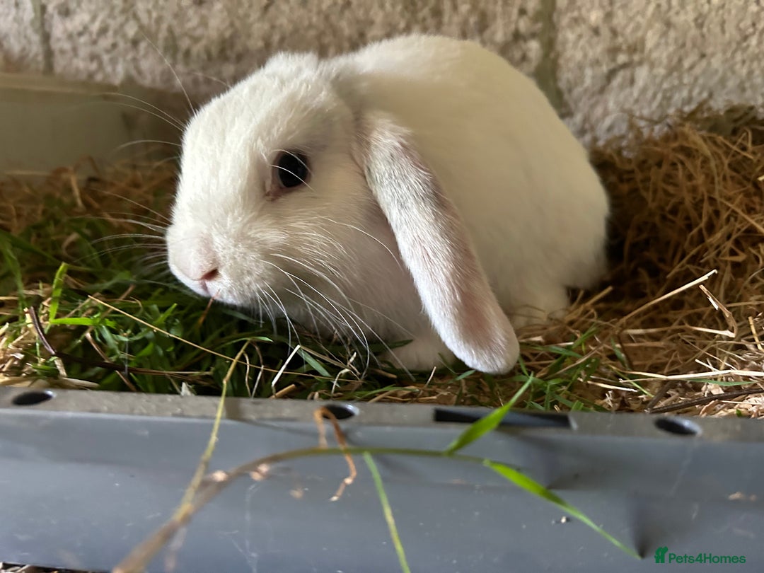 Dwarf Lop rabbits for sale: Dwarf lops - Image 3