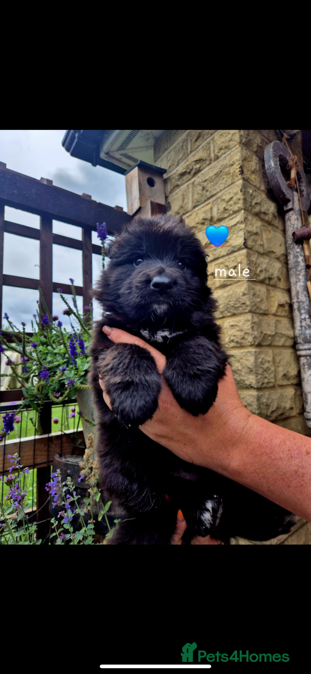 German Shepherd dogs for sale: KC reg health tested German shepherd puppies  - Image 6