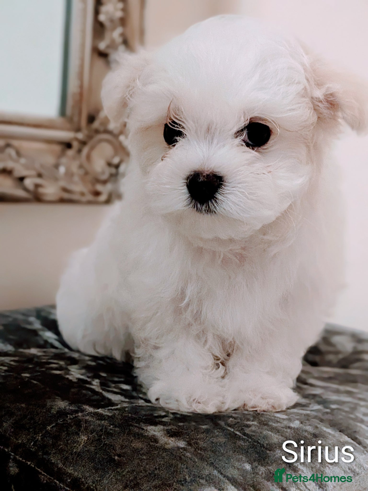 Maltese dogs Beautiful Tiny Maltese puppies  - Advert 2