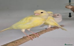 Canaries birds for sale: Beautiful Canaries, Goldfinches, Zebras, Bengies!! - Image 8