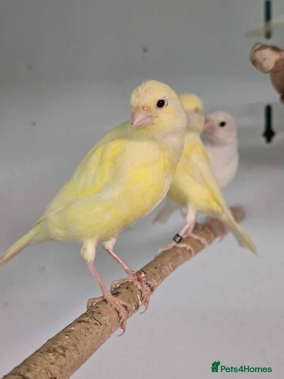 Canaries birds for sale: Beautiful Canaries, Goldfinches, Zebras, Bengies!! - Image 8