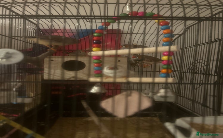 Finches birds - Advert 8