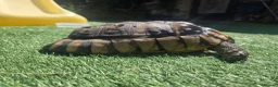 Tortoise reptiles for sale: Adult testudo marginated female tortoise - Advert 3