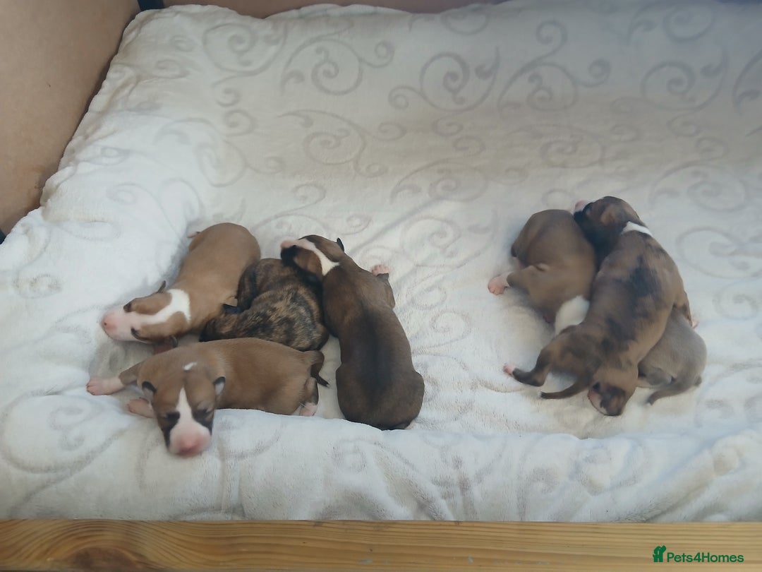 Whippet dogs for sale: Stunningly Beautiful Whippet Puppies. - Image 6