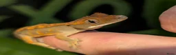 Gecko reptiles for sale: CB26 crested gecko  - Advert 5