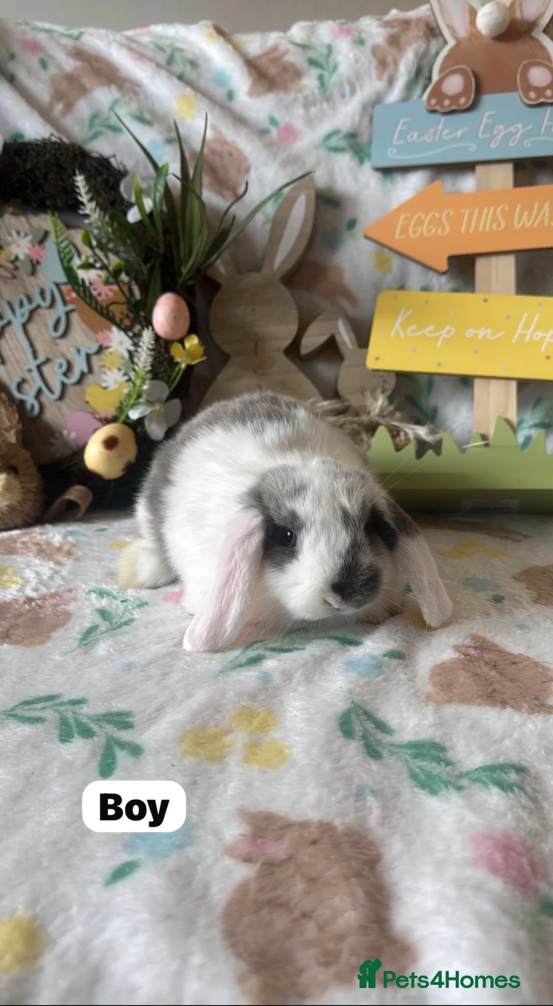 Mini Lop rabbits for sale: Mini Lop Babies  - Advert 2
