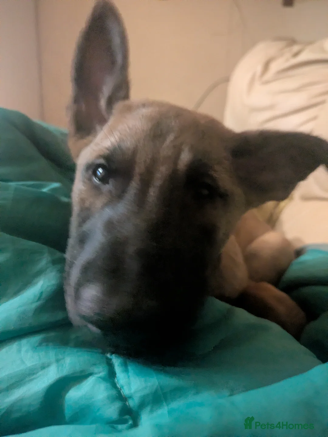 Belgian Shepherd Dog dogs for sale: Belgian Shepherd Puppies  - Advert 14