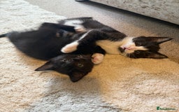 Mixed Breed cats for sale: Good Homes Only - Image 2