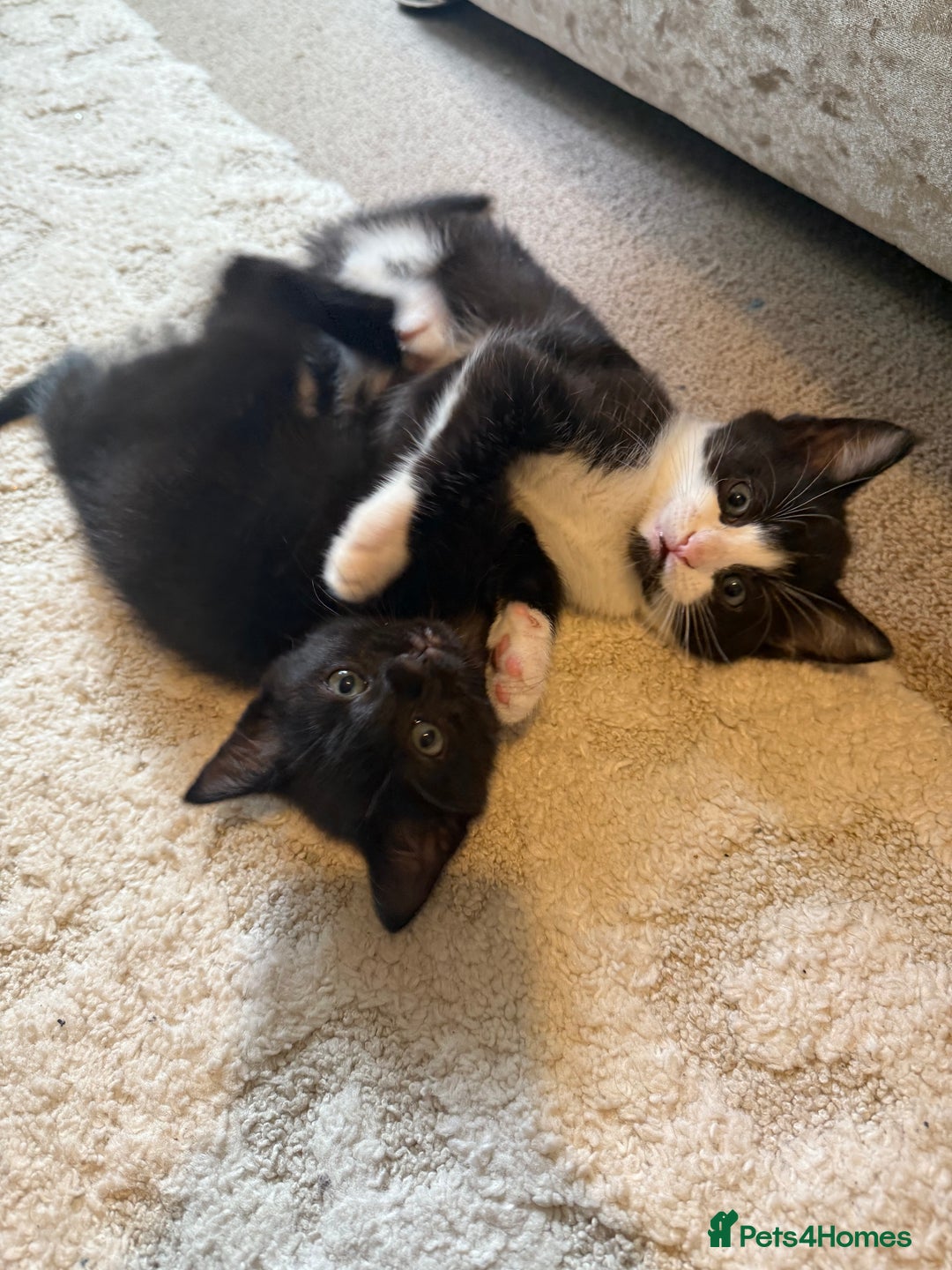 Mixed Breed cats for sale: Good Homes Only - Image 2