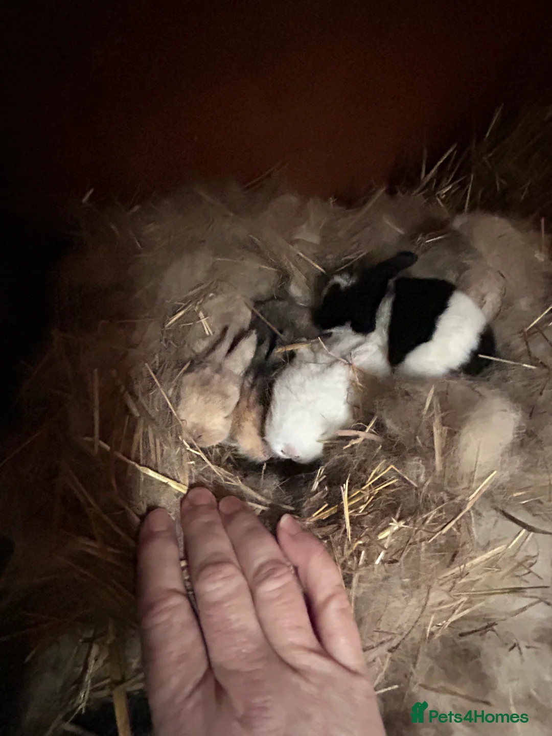 Mini Lop rabbits for sale: Mini Lop Babies - Advert 3