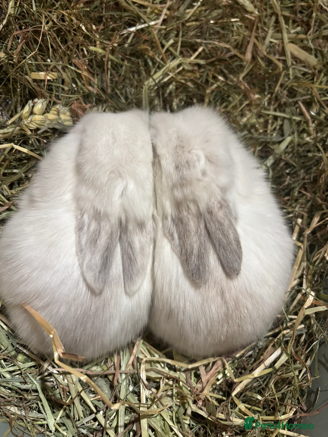 Mini Lop rabbits for sale: Pure Breed Mini Lop Butterfly new born bunnies  - Advert 36