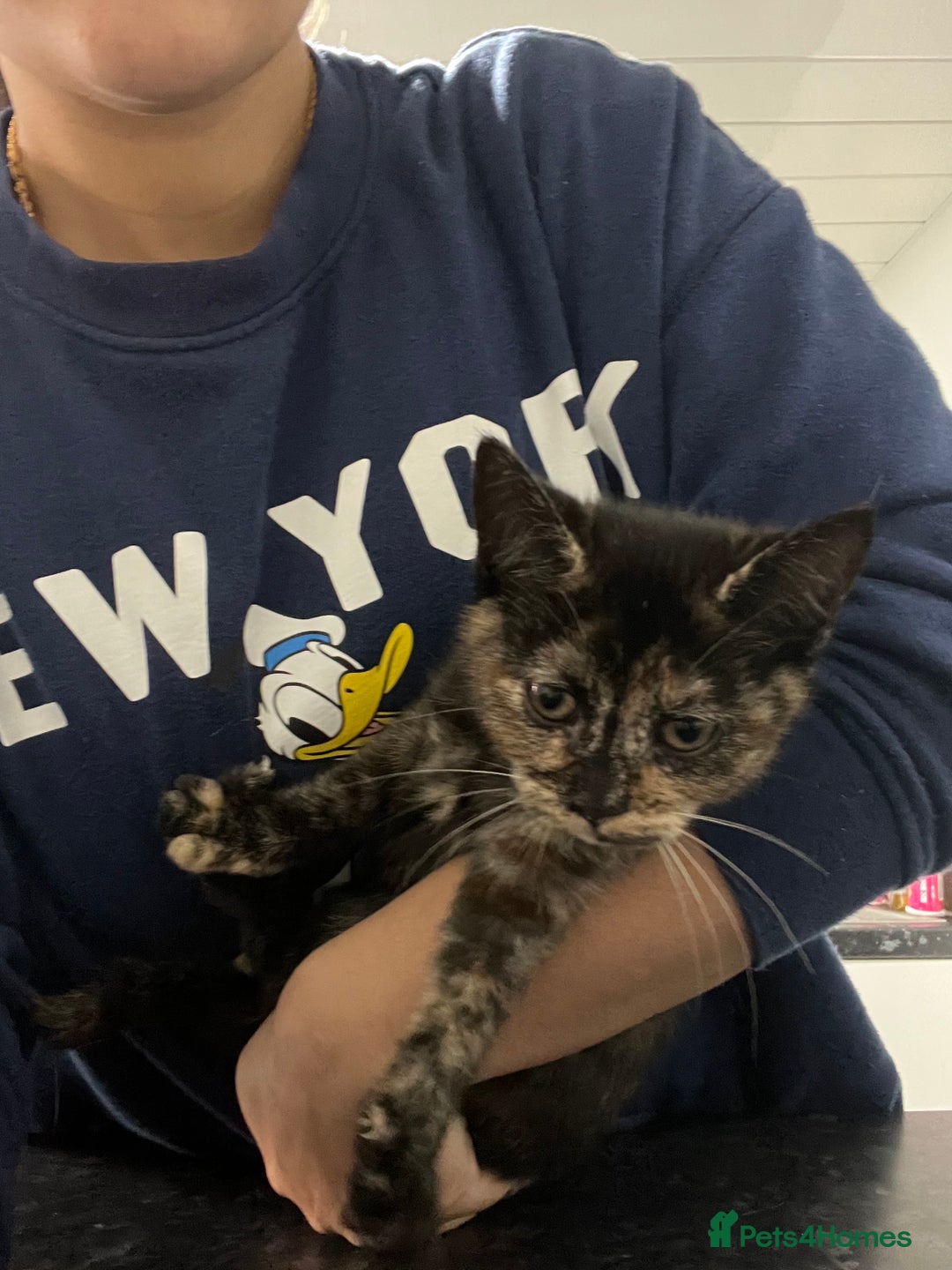 Ragdoll cats for sale: URGENT Ragdoll kittens x1 LAST ONE! 🫶🏽 - Advert 6