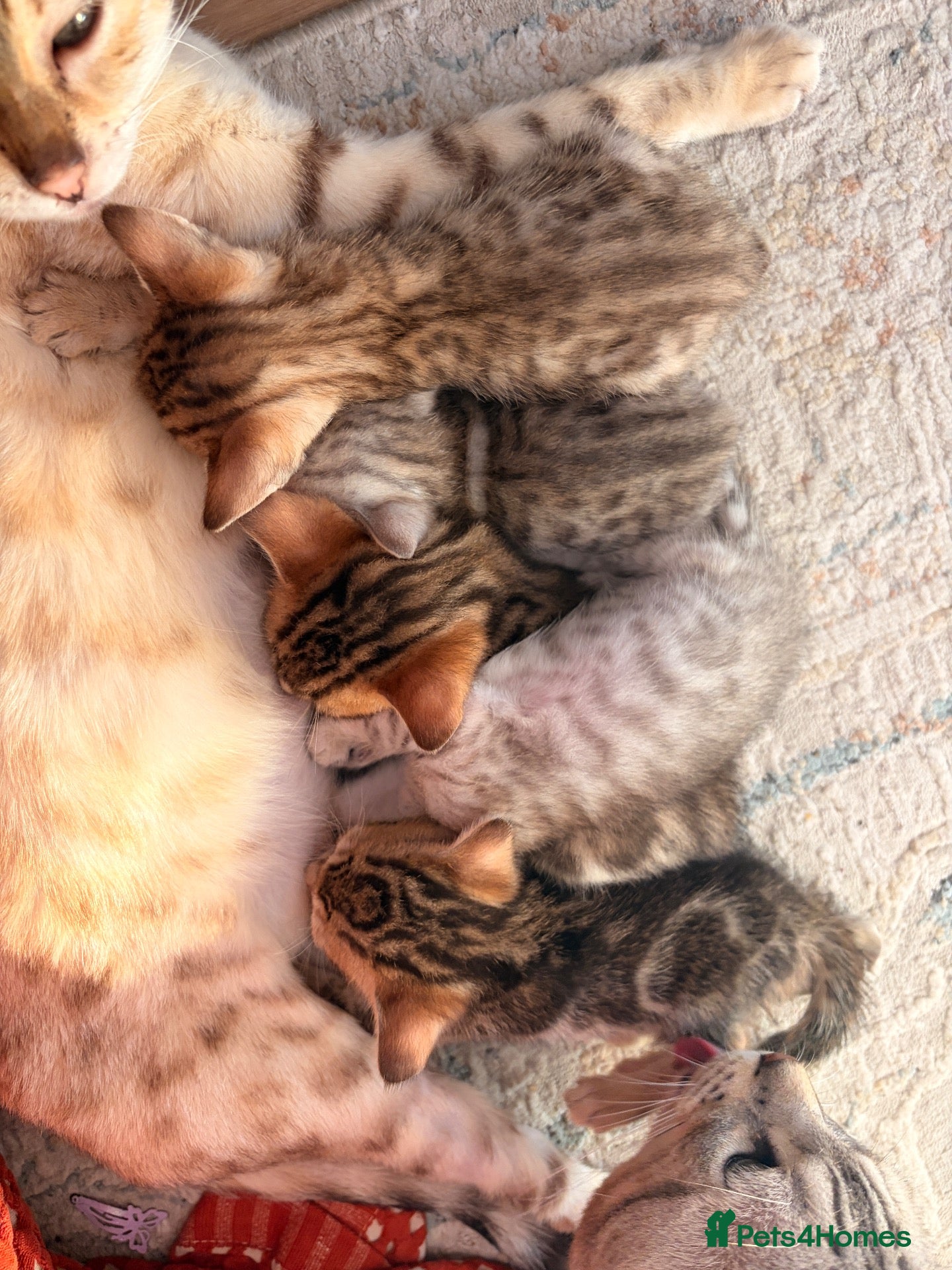 Bengal cats Bengal Kittens - Advert 3