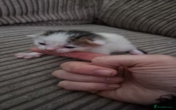 Mixed Breed cats for sale: 6 beautiful kittens  - Advert 6