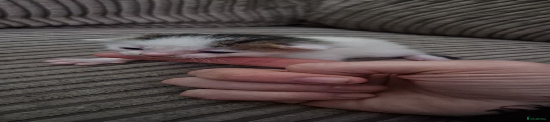 Mixed Breed Kitten 3