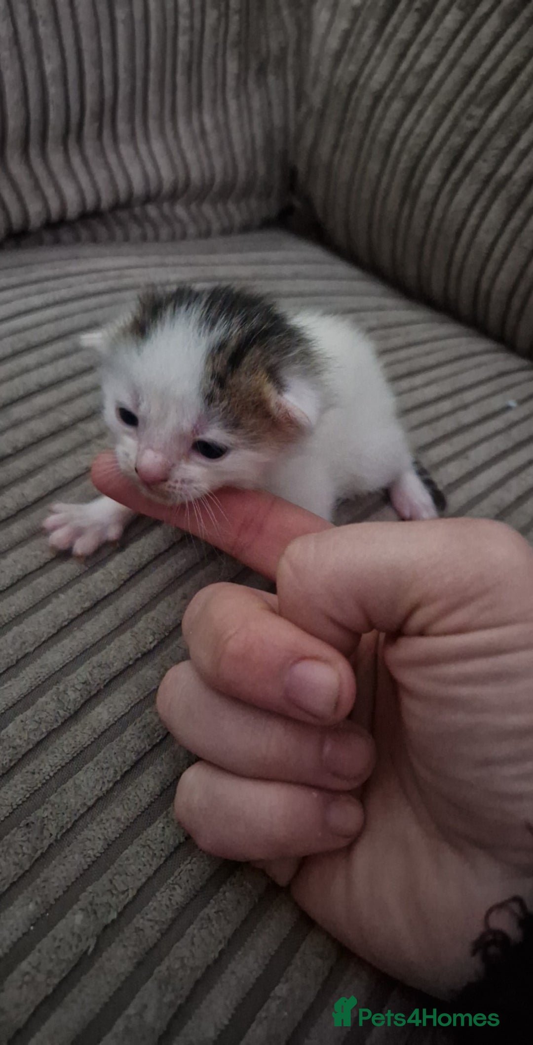 Mixed Breed cats for sale: 6 beautiful kittens  - Advert 6