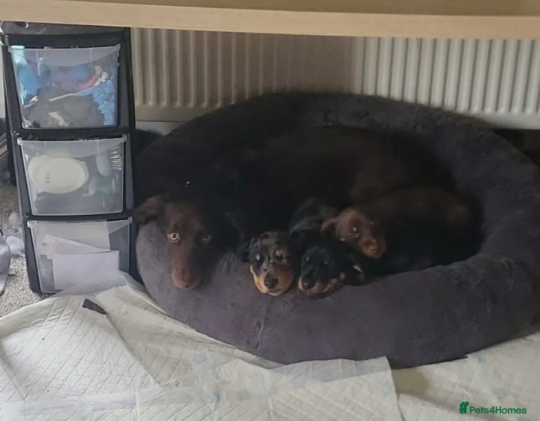 Dachshund dogs for sale: Brown dachshund puppy left  in Bristol - Advert 8